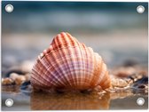 Tuinposter – Zeeschelp Aangespoeld aan de Kust - 40x30 cm Foto op Tuinposter (wanddecoratie voor buiten en binnen)