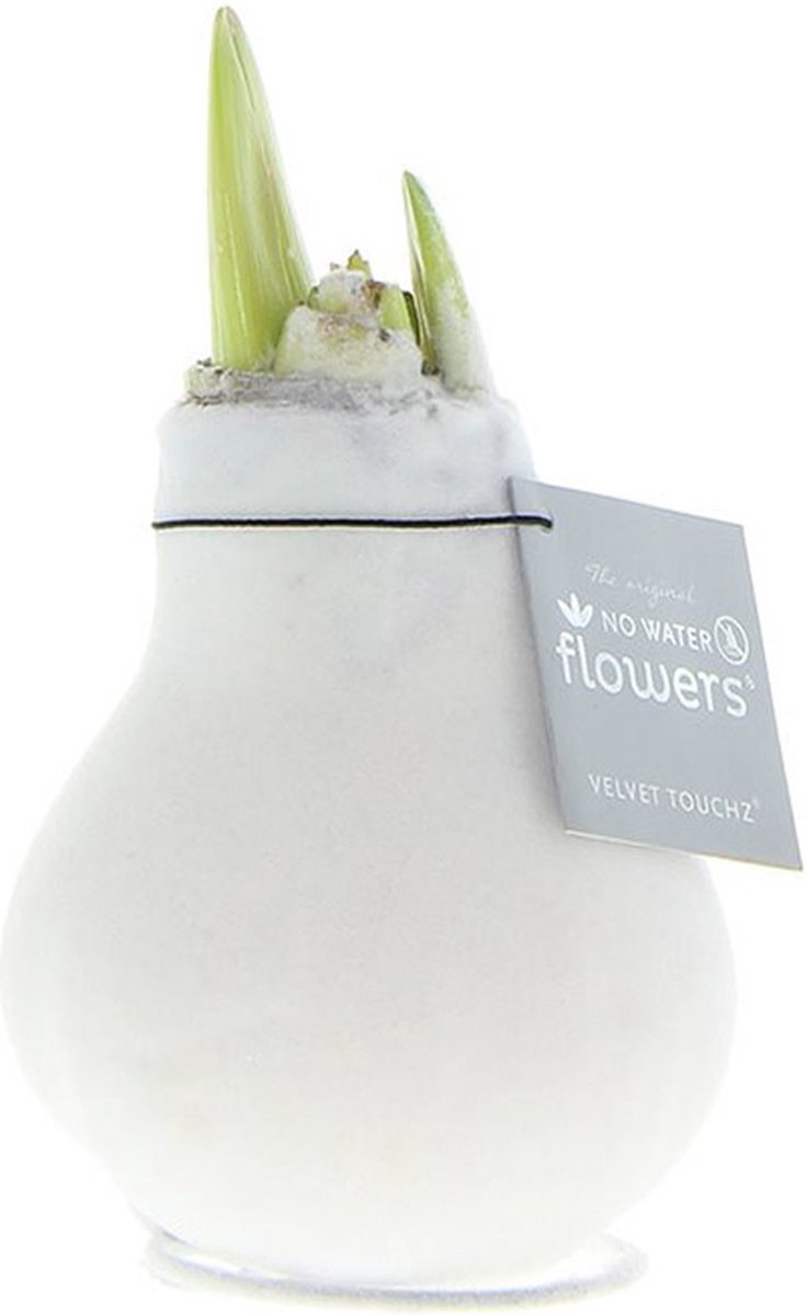 Wax Amaryllis Velvet Touchz Wit | Prachtige Wax Amaryllis voor in huis | Rood