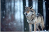 Poster Glanzend – Wolf staat in een bos in de winter - 90x60 cm Foto op Posterpapier met Glanzende Afwerking