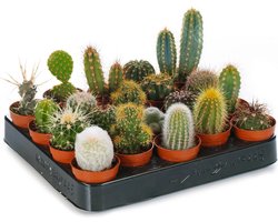 Cactus Mix - 20 stuks