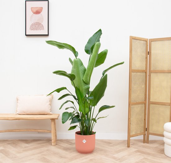 Paradijsvogelplant - Strelitzia Nicolai hoogte 180cm potmaat 24cm
