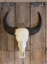 Waterbuffel Skull Echt - Skull - Waterbuffel - Dierenschedel - Wanddecoratie - Muurdecoratie - Skull Voor Aan De Muur - 65 cm