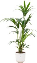 Green Bubble - Kentia palm inclusief elho Jazz Round wit Ø26 - 160 cm