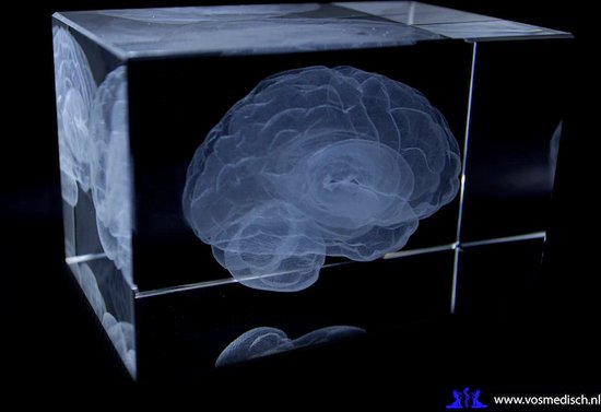 Modèle Anatomie - bloc de verre 3D - cadeau d'infirmière/cadeau de médecin/cadeau de médecine