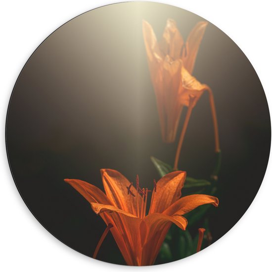 Dibond Muurcirkel - Oranje lelie bloemen met witte lichtinval van bovenaf - 60x60 cm Foto op Aluminium Muurcirkel (met ophangsysteem)