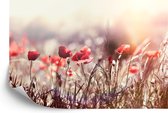 Fotobehang Klaprozen Bloemen