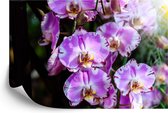 Fotobehang Prachtige Orchideeën