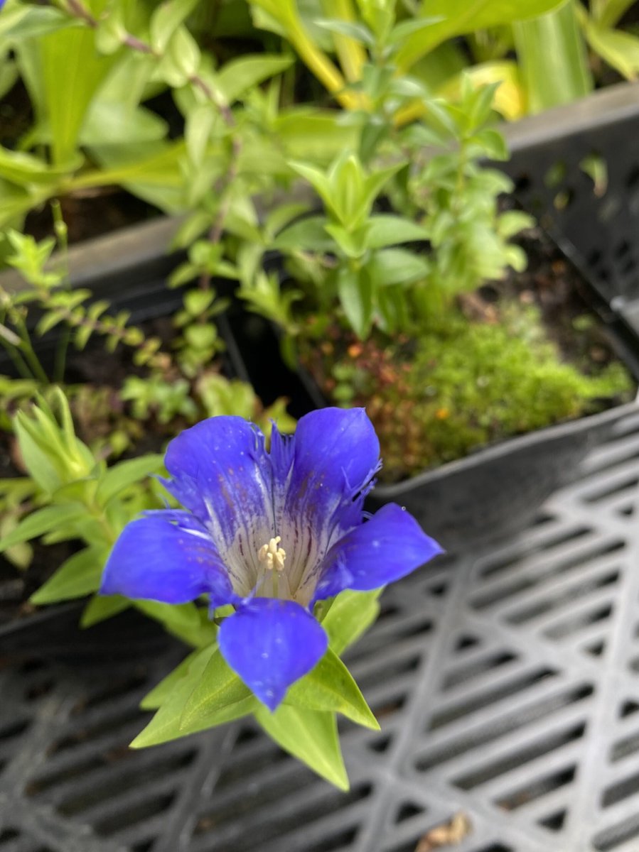 6 x Gentiana septemfida lagodechiana - Genitaan - P9 Pot (9 x 9cm) - Dima Vaste Planten