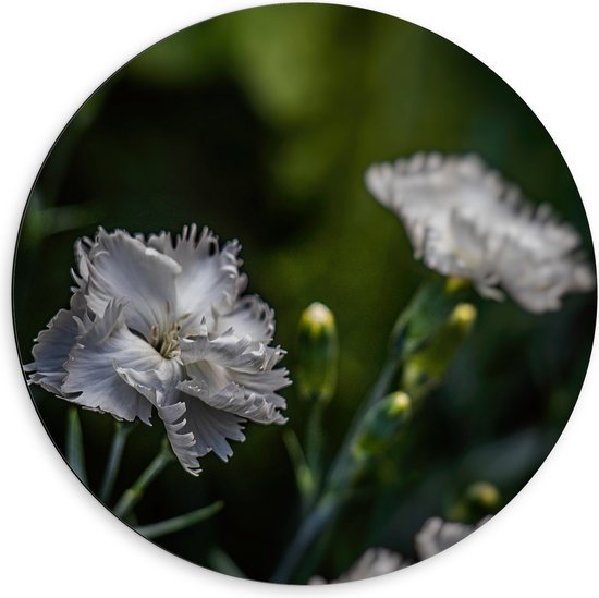 Dibond Muurcirkel - Licht Grijze Tuinanjer op Stengels voor Donker Groene Achtergrond - Bloemen - 60x60 cm Foto op Aluminium Muurcirkel (met ophangsysteem)