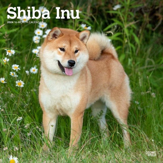 Shiba Inu Kalender 2024