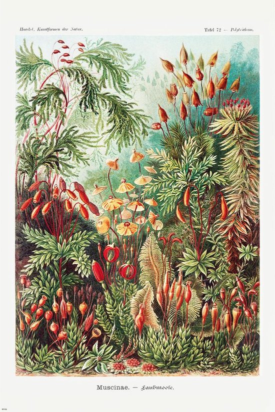 Affiche Mousse et Champignons par Ernst Haeckel 61x91,5cm