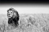 KINGS OF NATURE - LION