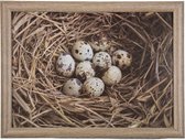 Schootkussen Eieren in Nest
