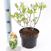 1 stuk(s) | Hydrangea paniculata 'Grandiflora' C2 20-25 cm