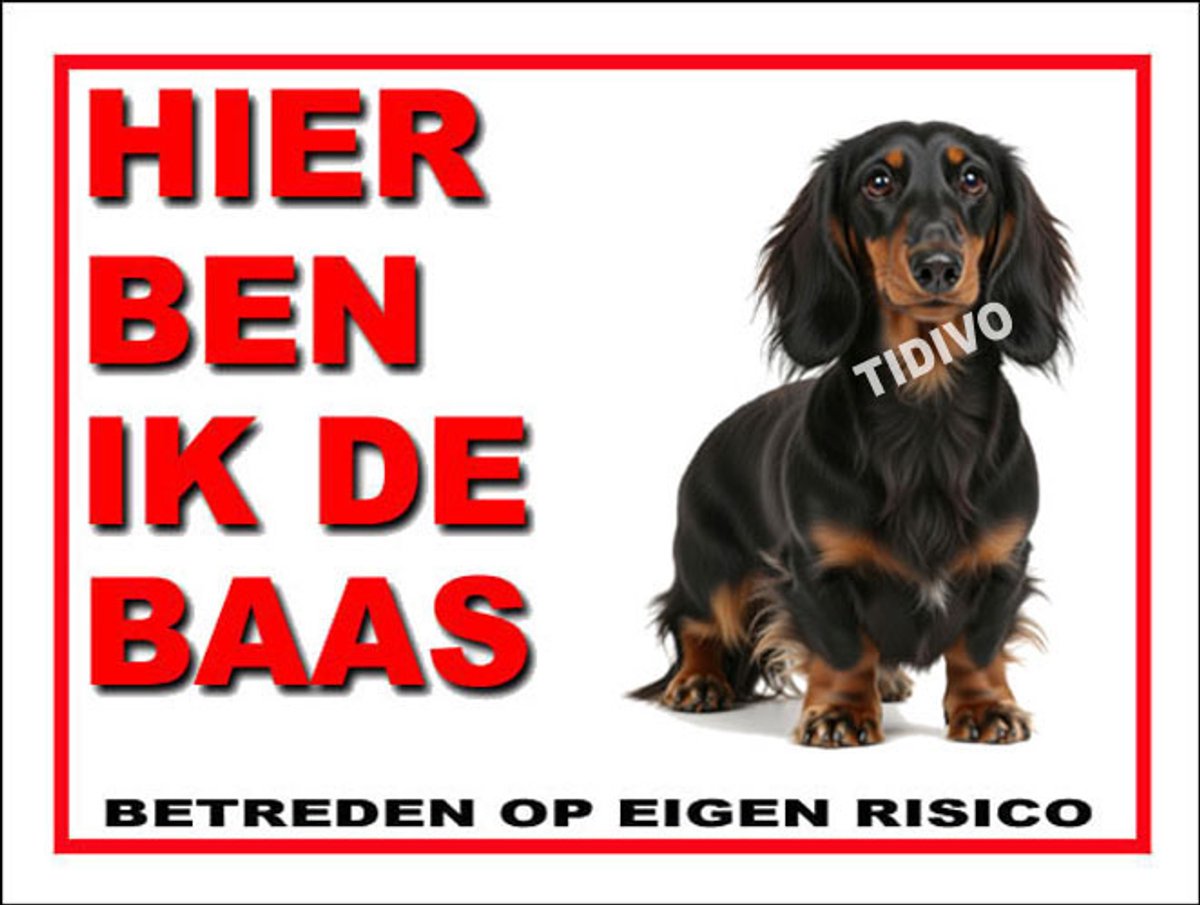 Dashond, Langhaar 2