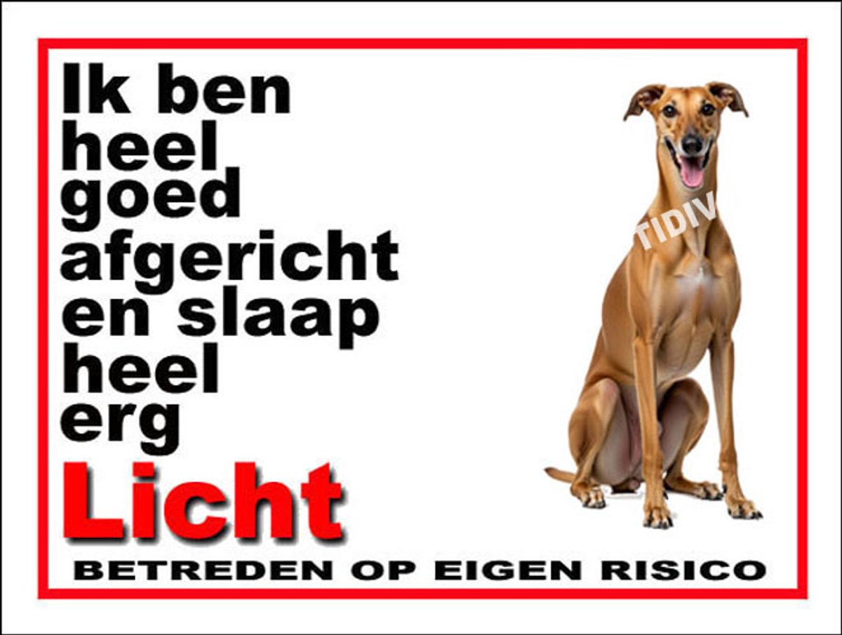 Galgo Español 4