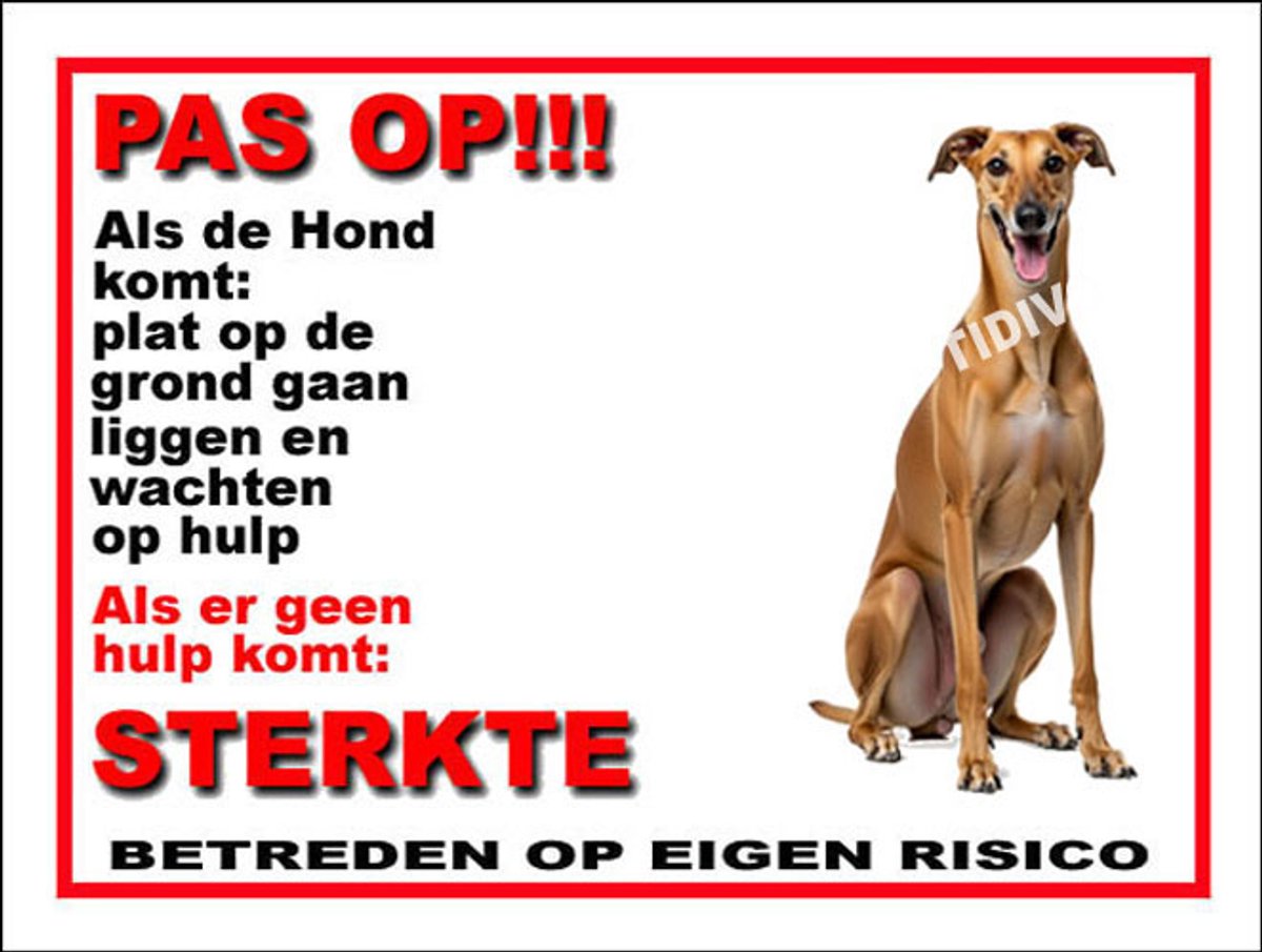 Galgo Español 12