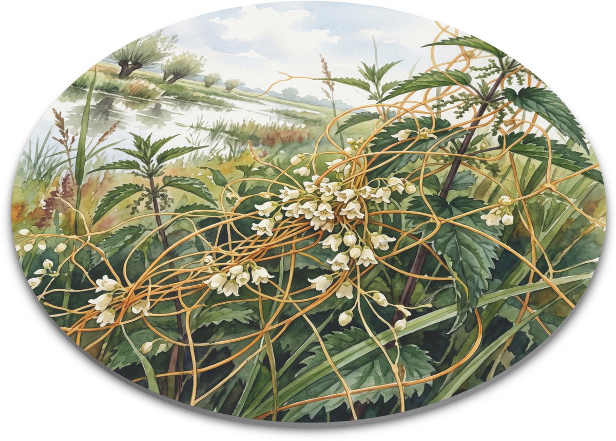 Ronde Muismat - Oeverwarkruid (Cuscuta gronovii) op Grote Brandnetel - Botanische Aquarel & Rivier Oeverplanten Illustratie - Uniek Bureau Accessoire - Antislip Muismat - 22 cm