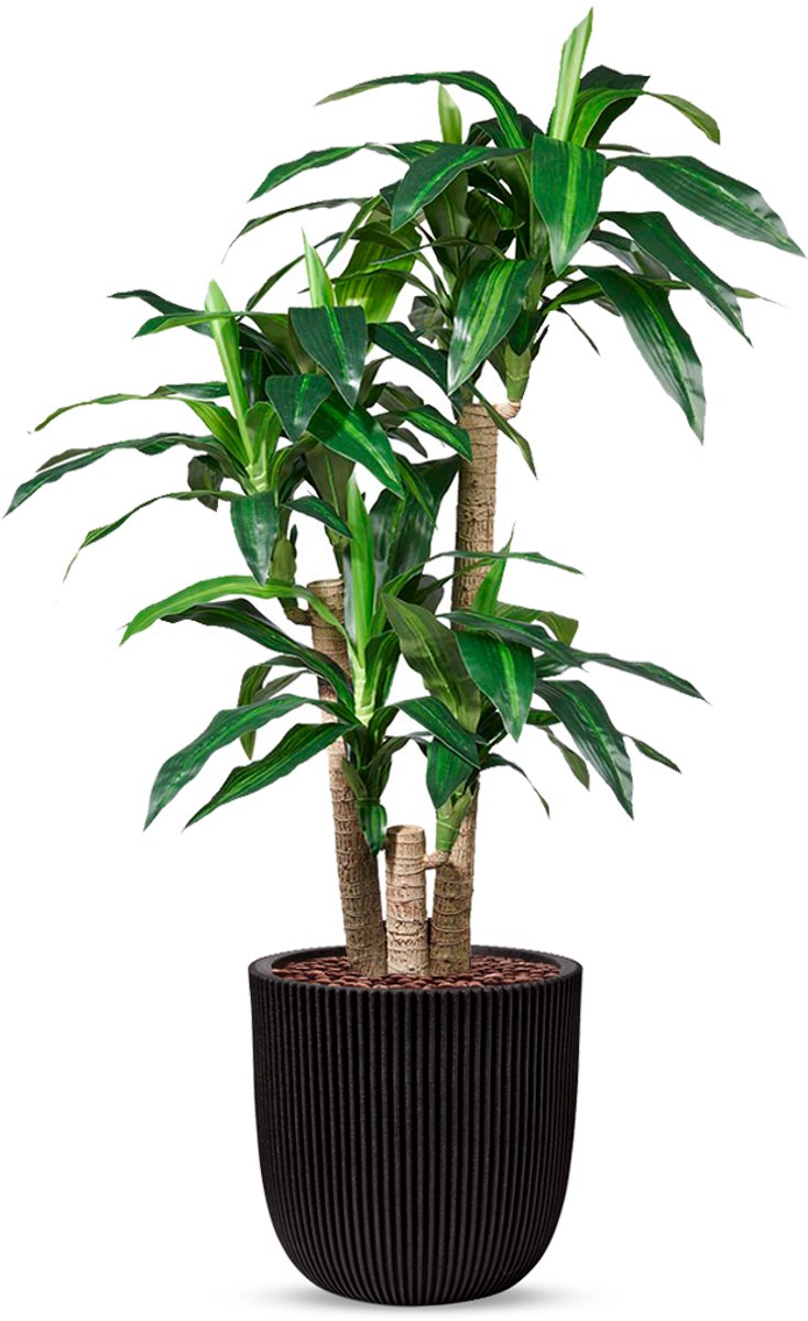 HTT Decorations Kunstplant Dracaena fragans in Planter Ball groove zwart H150 cm