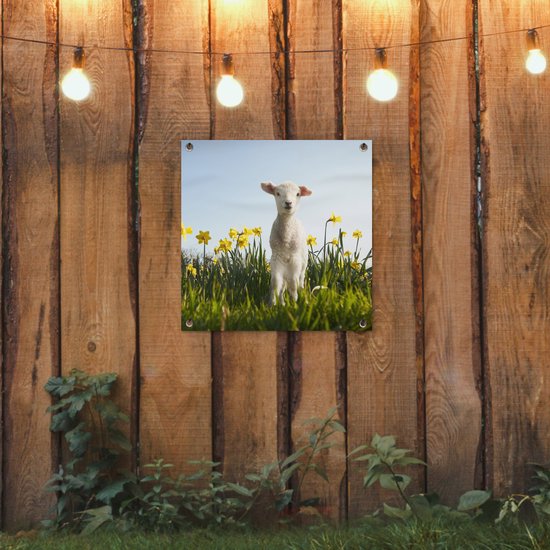 Posters de Posters de jardin Agneau parmi les fleurs jaunes - 50x50 cm