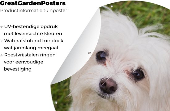 Informations produit d'une affiche de jardin ronde représentant un chien maltais blanc, avec texte sur la résistance aux UV.
