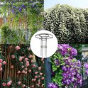 Collage met diverse klimplanten, waaronder blauwe bloemen tegen een schutting, witte bloemen aan een muur en roze rozen tegen bamboe.