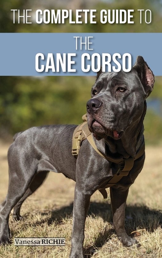 Grijze Cane Corso hond met harnas, buiten. "The Complete Guide to the Cane Corso".