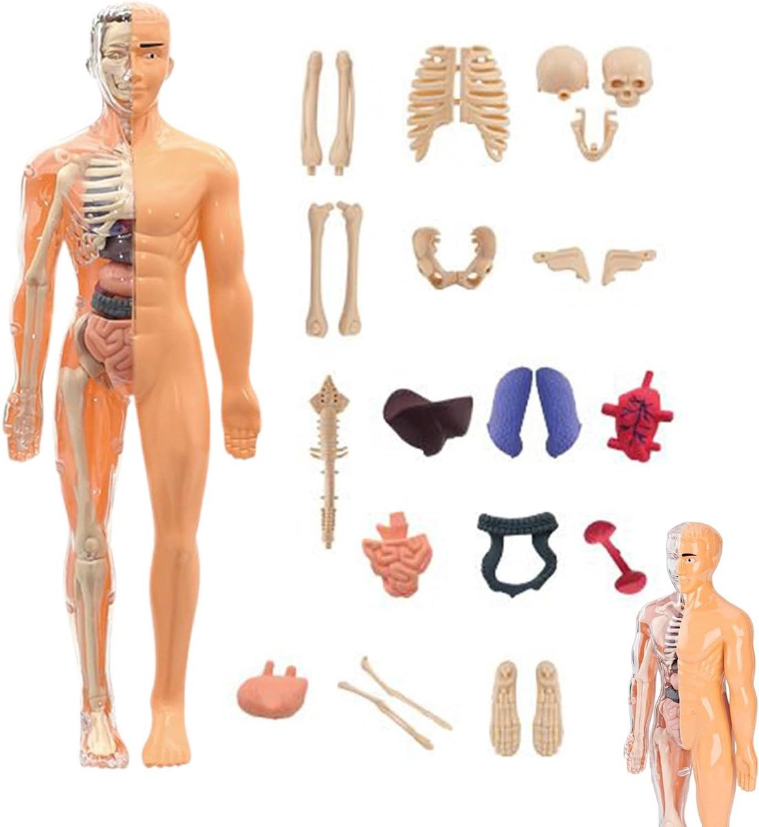 Anatomie Model - Menselijk Lichaam - Educatief Leren - 3D Simulatie - 30 cm - N.v.t.