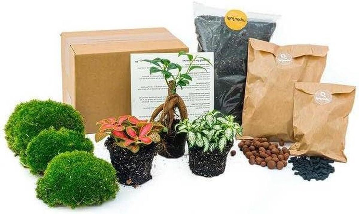 Terrarium Starterset - Mini Ecosysteem - Zelf Planten Bouwen - Compleet Inclusief Planten - 1 cm - Meerkleurig