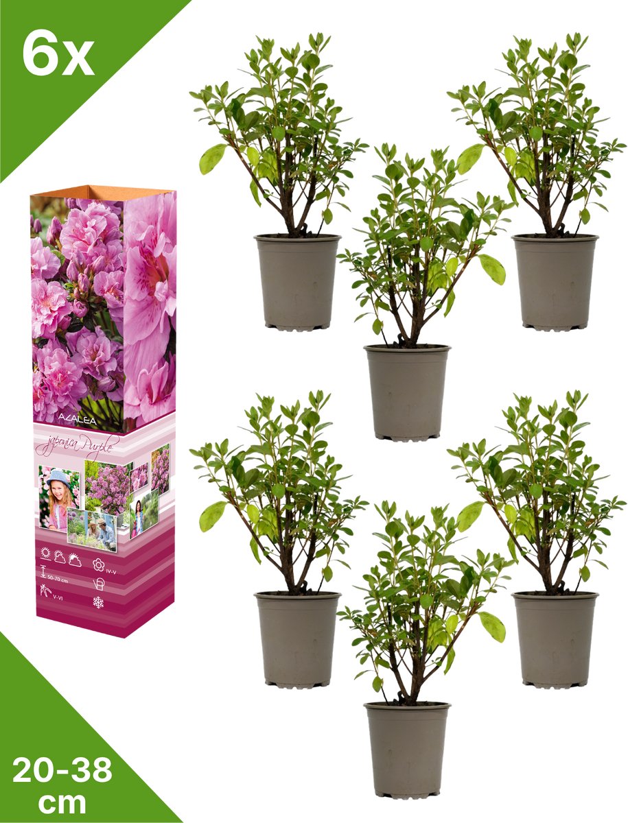 GARDENZO - 6x Azalea japonica (Japanse Azalea) - Paars - in P9 pot