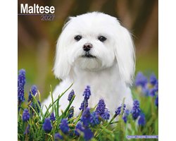 Maltezer Kalender 2027