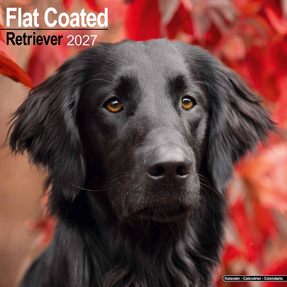 Flatcoated Retriever Kalender 2027