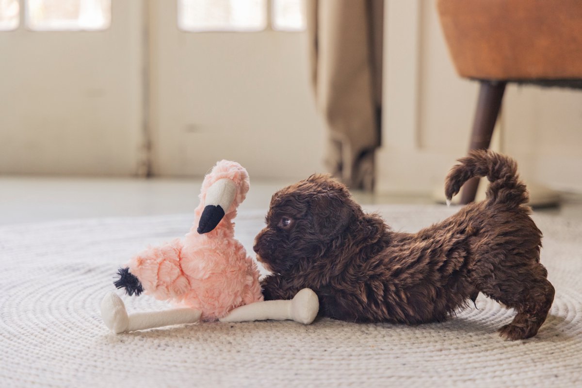 Beeztees Puppy Flamingo Mick - Puppy Speelgoed - Puppyknuffel - Hondenspeelgoed - Roze - 27x10x18 cm thumbnail 6
