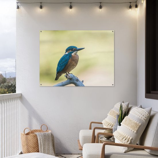 Affiche de Jardin Martin-pêcheur - Branche - Vogel - 200x200 cm - Toile de jardin