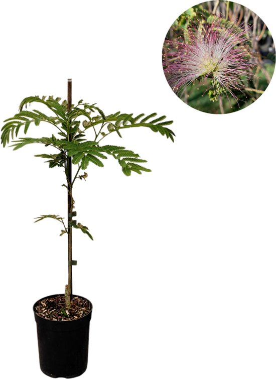 Arbre endormi persan | Albizia julibrissin | 50 cm de hauteur