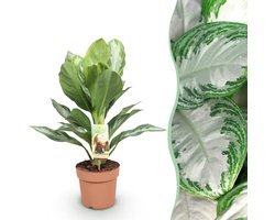 Green BoutiQ - Kamerplanten - Aglaonema Silver Bay - Zilverblad - Weinig onderhoud - Groen - 1 Plant - Pot 17cm - Hoogte 70-75cm
