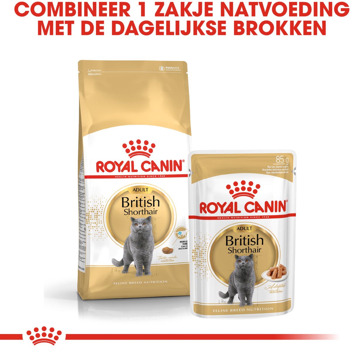 Royal Canin British Shorthair Adult: Speciaal kattenvoer voor sterke spieren thumbnail 2