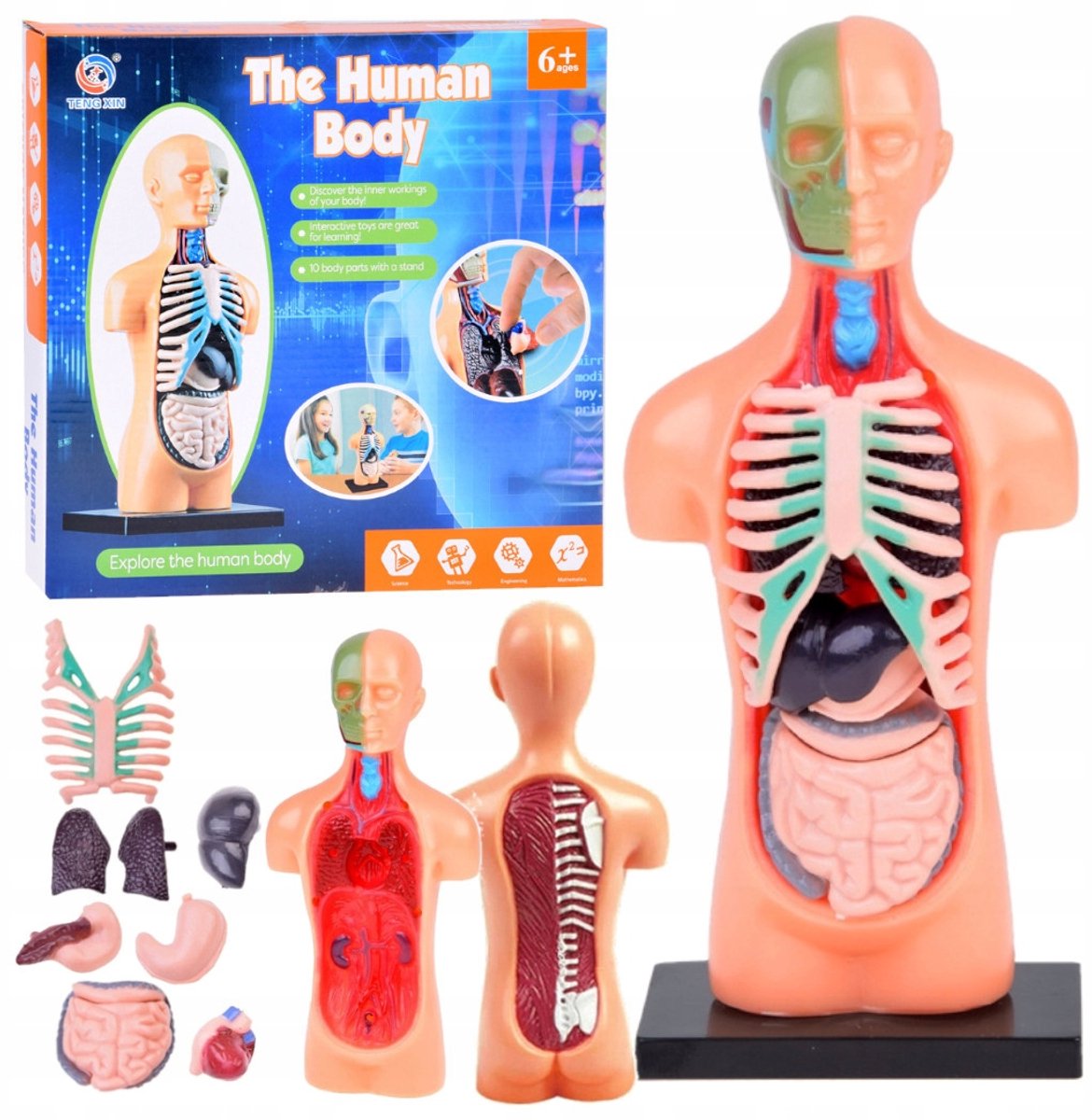 Anatomisch Model Menselijk Lichaam Educatieve Set voor Kinderen 6+