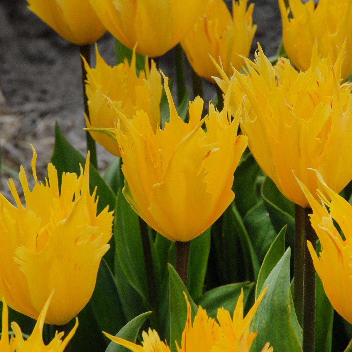 Tulipa Golden Leo | 10 stuks | Darwinhybride | Geel | Tulpenbollen