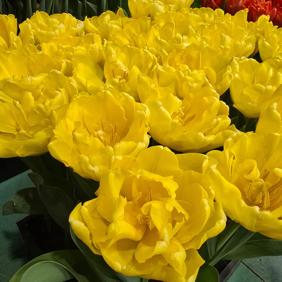 Tulp Yellow Symbiose | 10 stuks | Dubbel vroeg | Geel | Tulpenbollen
