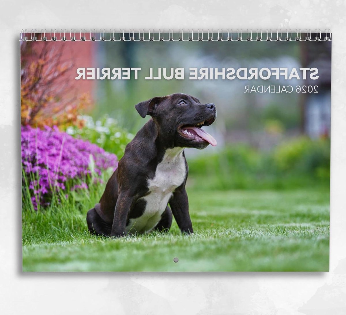 Staffordshire Bullterrier Kalender - Hondenkalender Muurkalender - Organiseren van Afspraken - Maandelijks Notitieblok - A4 - Meerdere Kleuren