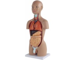 Menselijk Anatomisch Torso Model - 50 cm - 16 verwijderbare organen