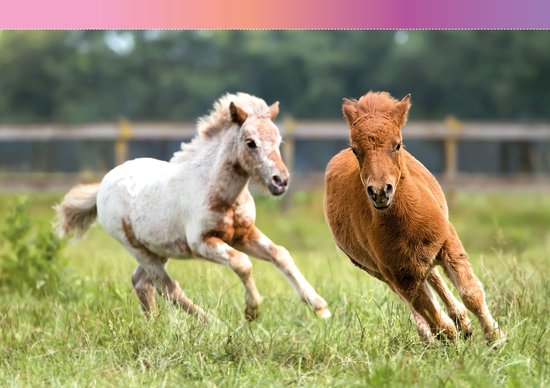 Penny Zomerboek XXL 2026 - Vakantieboek - Zomerboek - Doeboek - Vakantie - Paarden Spullen - Paardencadeaus - Creatief - Paarden - Paard - DIY - Tekenen - Posters - Strips - Puzzels - Puzzel - kleurboek - Tekenboek - Pony - Veulen