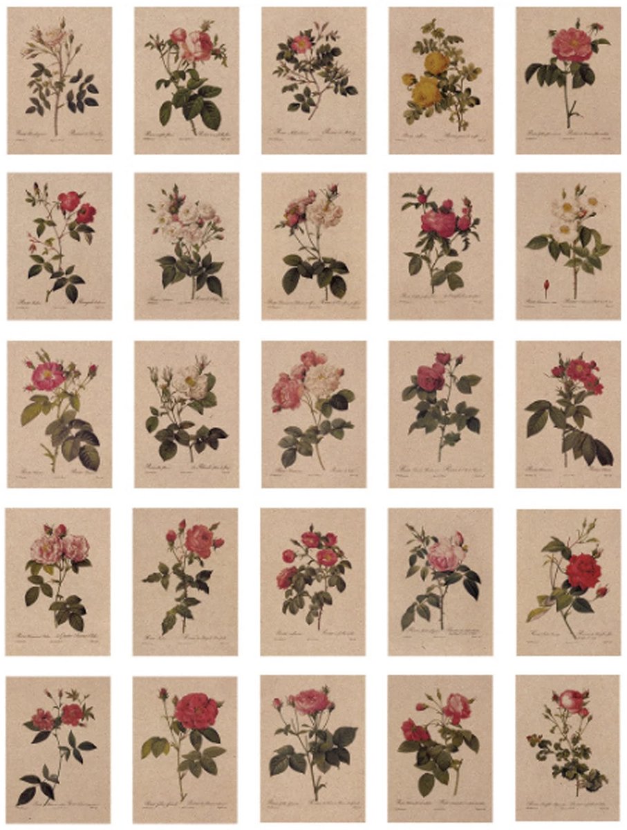 Dailygoods- Ansichtkaarten 24 vellen - Vintage stijl - Bloementaal op kraftpapier - 14 x 10 cm - Hoogwaardige kwaliteit - Speciale schrijfruimte - Wenskaarten