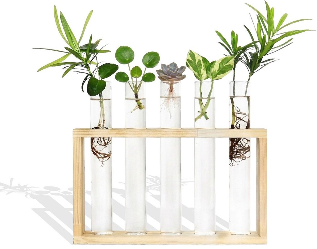 Grovita Stekstation met 5 Reageerbuisjes – Hout – Met Ophangsysteem en Schoonmaakborstel - Muurvaasjes – Cadeau voor Plantenliefhebbers
