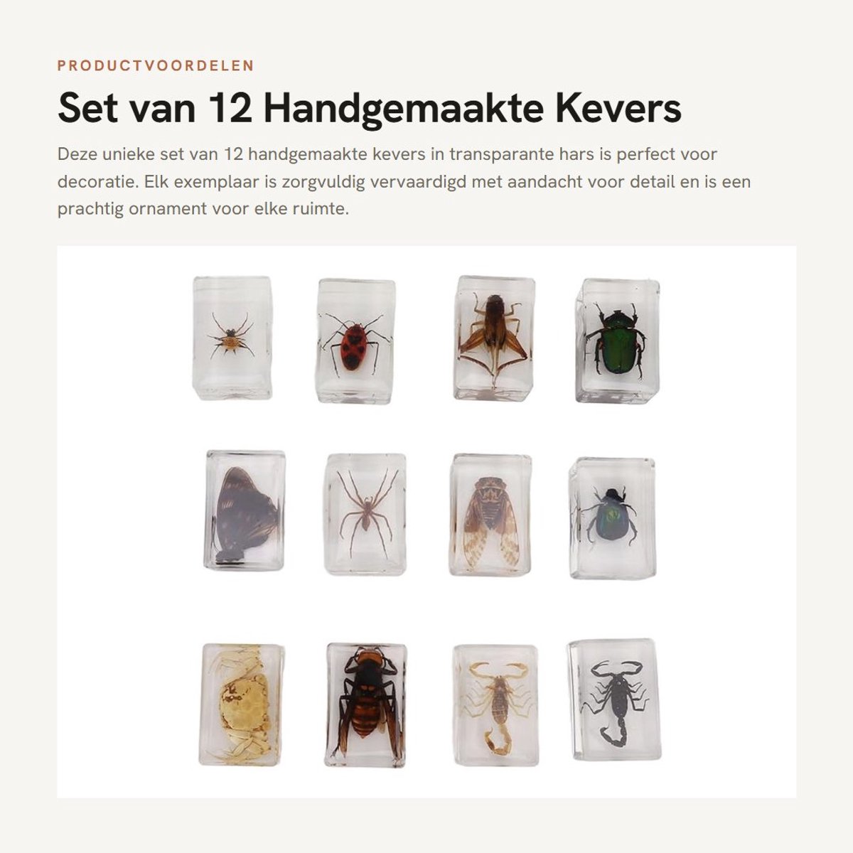Dailygoods- Decoratie Handgemaakte Ornamenten - 12 x Kevers - Hars - Bug Exemplaren - Milieuvriendelijk - Realistische Weergave - Insectenornamenten
