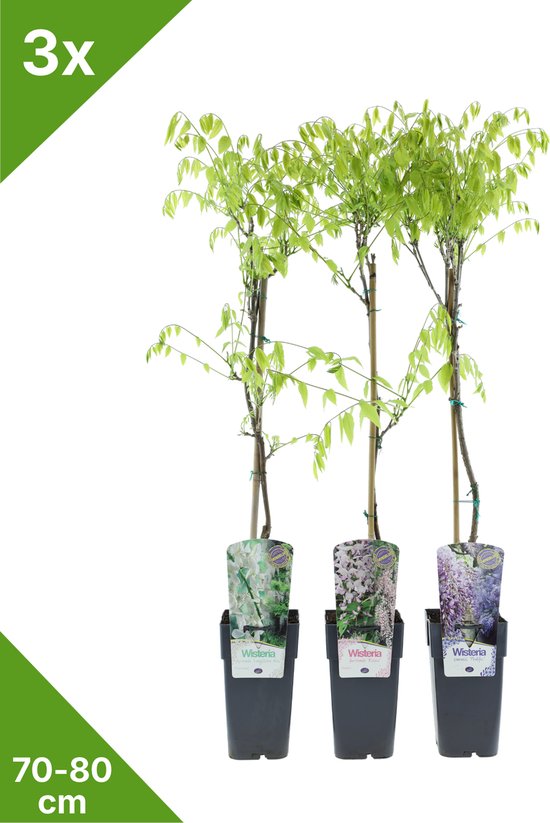GARDENZO - 3x Wisteria sinensis Mix (Wit-Roze-Blauwe Regen) - in 2 ltr Pot 70-80 cm