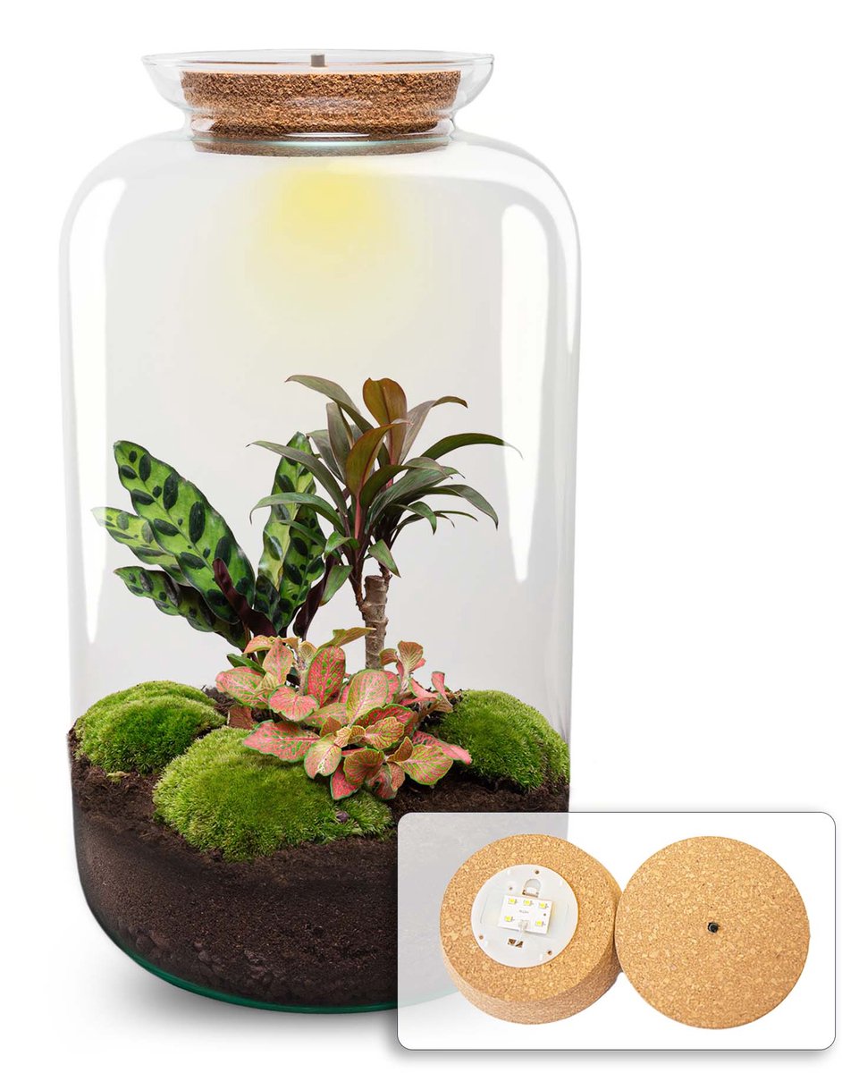 Terrarium DIY Kit - Sven XL Palm - With lightning - Bottle Garden - ↑ 43 cm