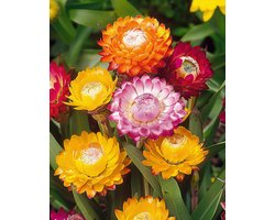 Hoge Strobloem Zaden Monstrosum Helichrysum Bracteatum Eenjarig