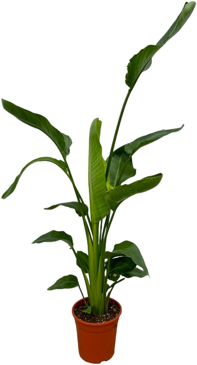 Strelitzia Nicolai - Paradijsvogelbloem - Kamerplant - ↕150-170 Cm - Ø21cm